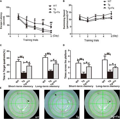 The Role of Fluoxetine in Activating Wnt/β-Catenin Signaling and Repressing β-Amyloid Production in an Alzheimer Mouse Model